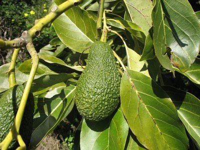 avocado2.jpg