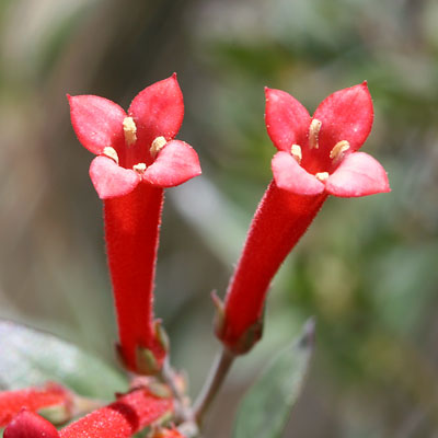bouvardia-ternifolia.jpg