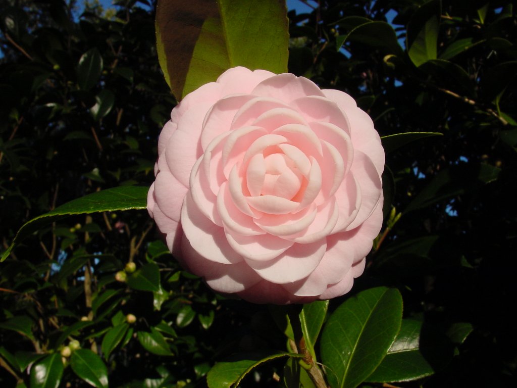 camellia_pinkperfection.jpg