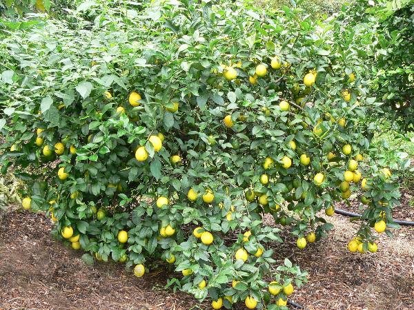citrus-limon1.jpg