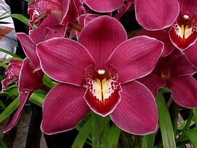 orhideq.jpg